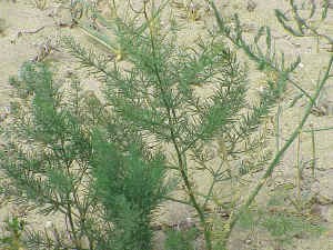 Asparagus