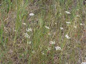 Asperula cynanchica