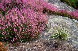 Calluna vulgaris