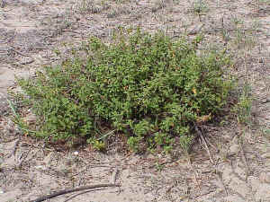 Cistus salvifolius