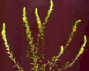 Crucianella maritima