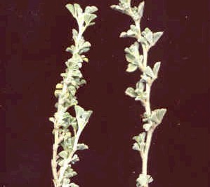 Crucianella maritima