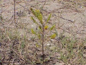 Crucianella maritima
