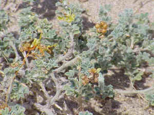 Crucianella with parasitic field dodder