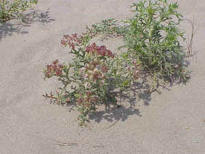 Echinophora spinosa