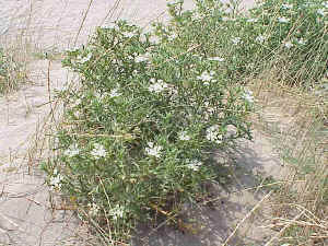Echinophora spinosa