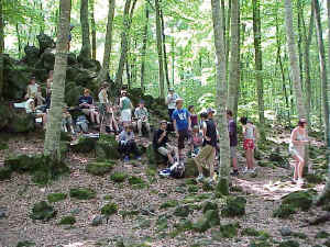 Tossols in fageda d'en Jordà, Garrotxa Volcanic Park