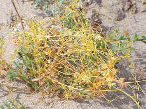 Field Dodder