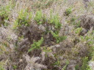 Furze