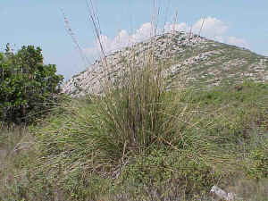 Ampelodesmos mauritanica