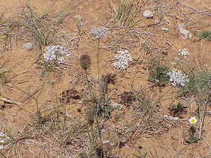 Asperula cynanchica