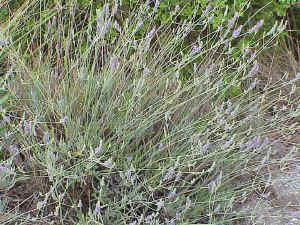 French Lavender