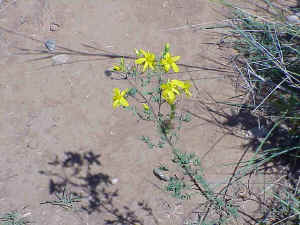 Helianthemum lavandulifolium