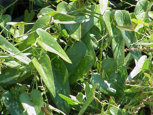 Honeysuckle