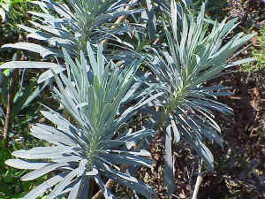 Large Mediterranean Spurge