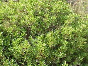 Mastic Tree
