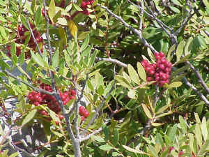 Mediterranean Buckthorn
