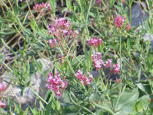 Oleander