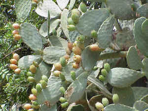 Prickly Pear