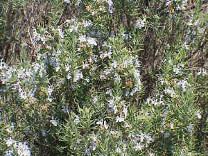 Rosemary