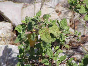 Sage-leaved Cistus