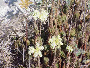 Sedum sediforme