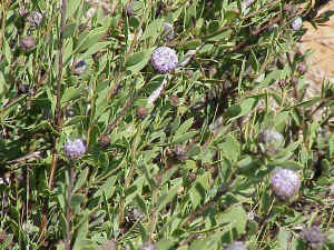 Shrubby Globularia