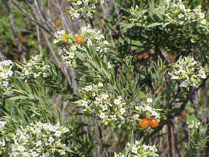 Spurge Flax