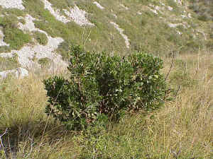 Strawberry Tree