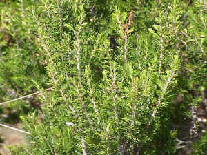 Tree Heath