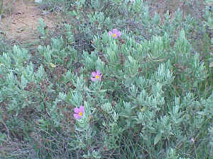 White Rockrose