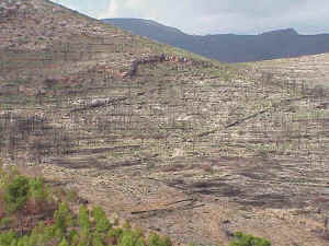 The Effects of Fire, July 2001