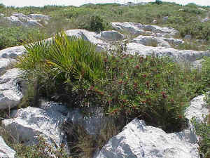 Dwarf Fan Palm and Mediterranean Buckthorn