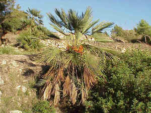 Dwarf Fan Palm