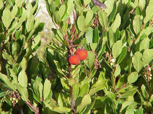 Strawberry Tree