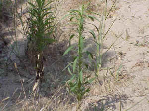 Golden Samphire