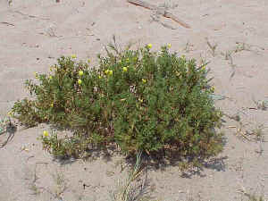 Ononix natrix