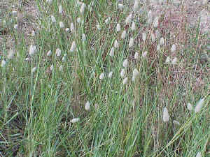 Hare's tail