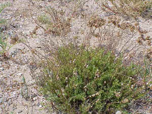 Helichrysum stoechas