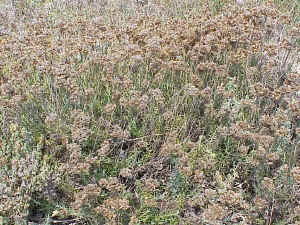 Helichrysum stoechas