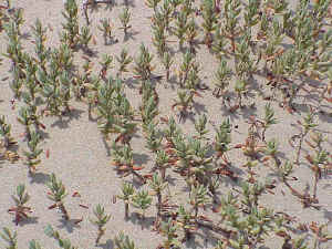 Sea Medick