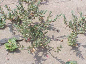 Sea Medick
