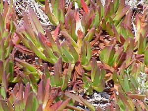 Hottentot Fig