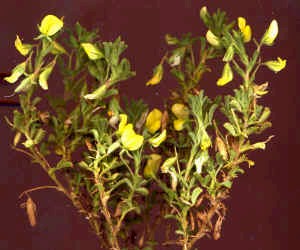 Ononix natrix