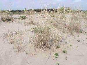 Sand Couch