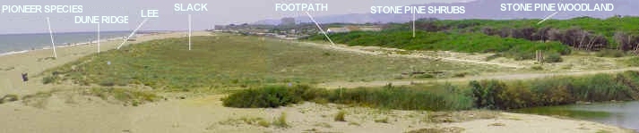 Llobregat Delta Dunes