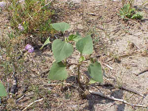 Sea Beet