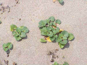 Sea Bindweed