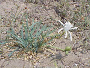 Sea Daffodil