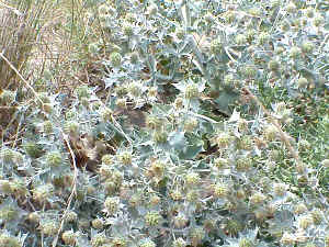 Sea Holly